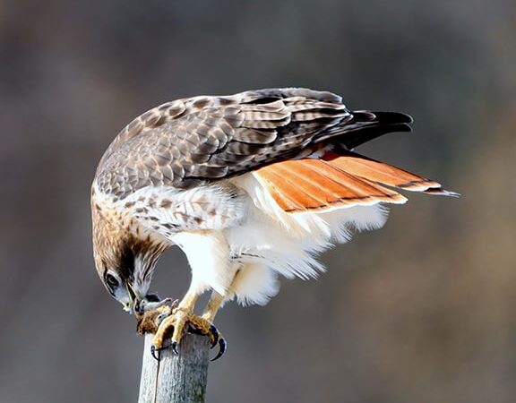 Backyard and Beyond: Patience pays off with image of red-tailed hawk – Outdoor News