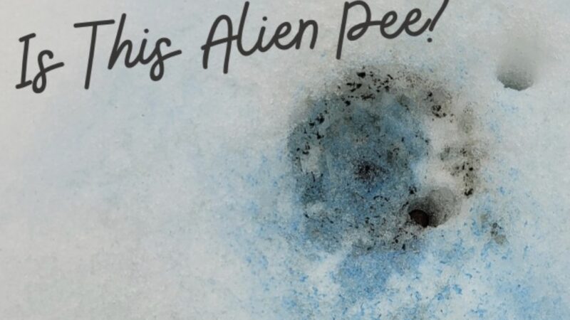 Believe It or Not, This Animal’s Pee Turns Snow Blue