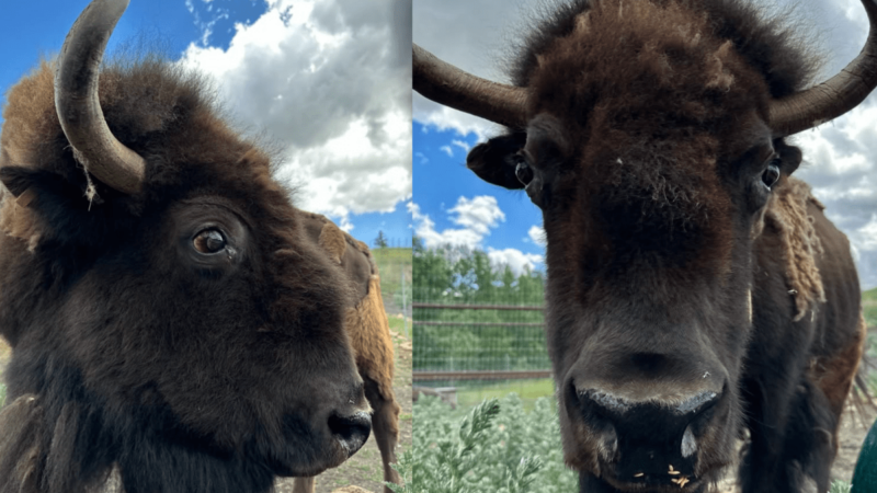 Beloved Yellowstone-Area Bison ‘Speedy’ Dies