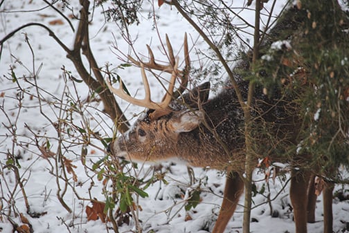 Ben Moyer: A treasured (but illegal?) text alerting me to a buck’s location – Outdoor News