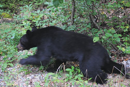 Ben Moyer: Pennsylvania bear trends clear on PGC’s harvest data page – Outdoor News