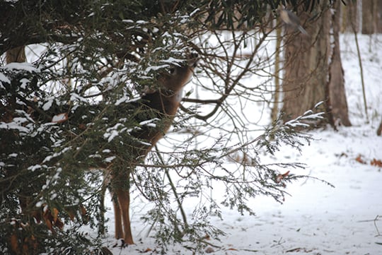 Ben Moyer: Will winter-kill of whitetails return to Pennsylvania this year? – Outdoor News