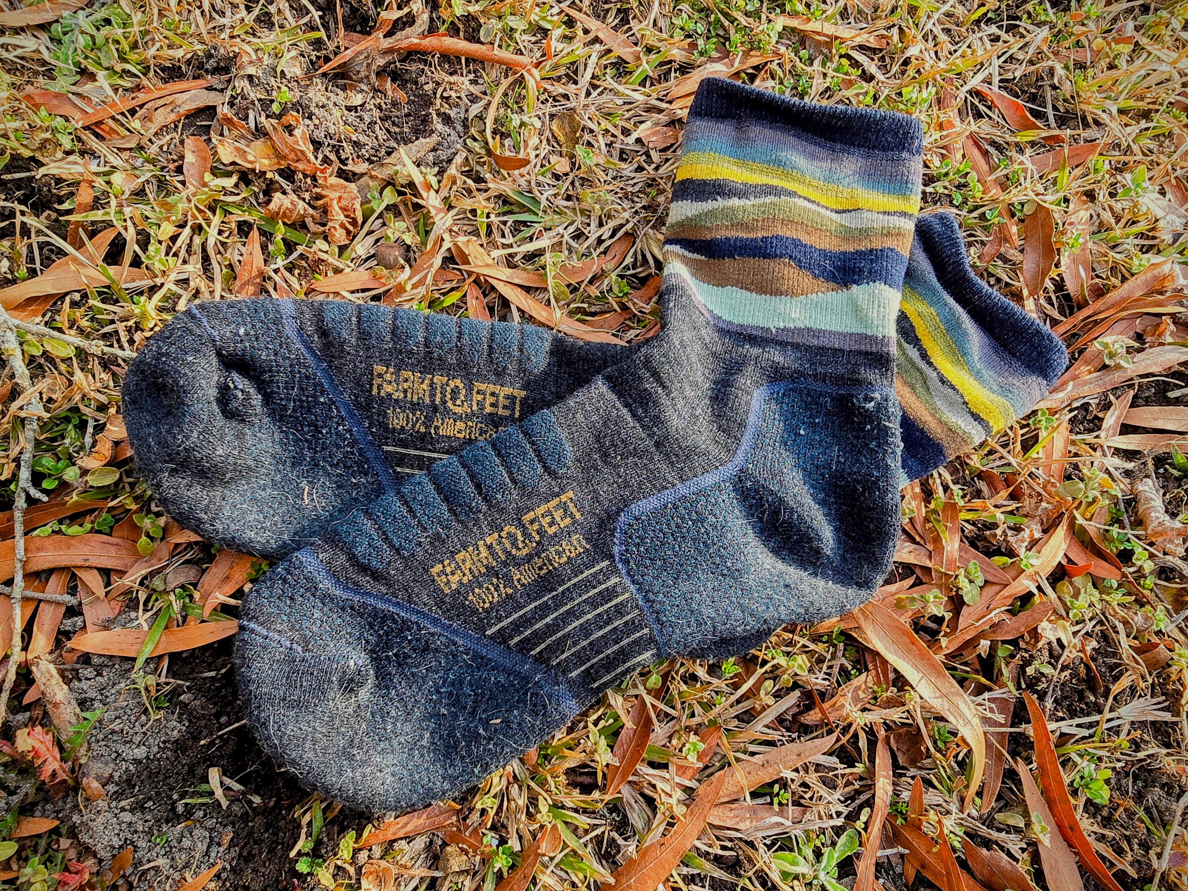 A pair of blue socks that read "Farm to Feet 100% American" lay on the ground in grass and leaves