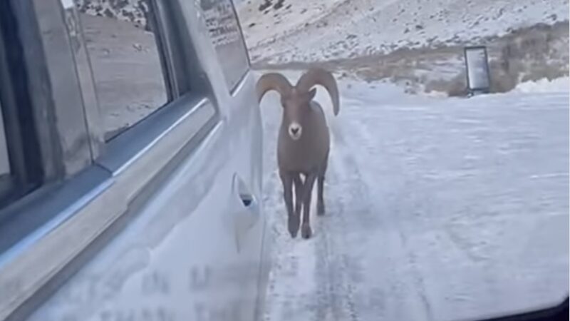 Bighorn Sheep Licks, Then Rams Car in Wyoming (Video)