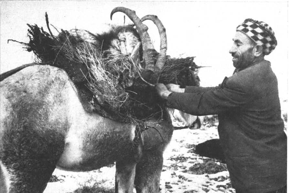 A man packs a horse with an ibex head.