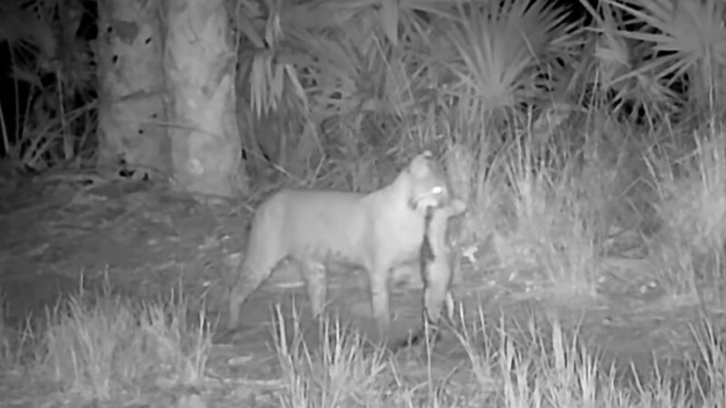 Caught on Trail Cam: Bobcat Snags Unexpected Alligator Snack