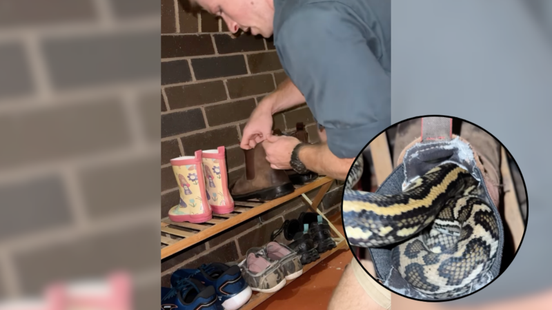 Check Your Shoes, Mates: Robert Irwin Finds Surprise in His Boot