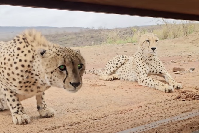 Cheetahs Not Fooled by Photographers Hiding out in South Africa