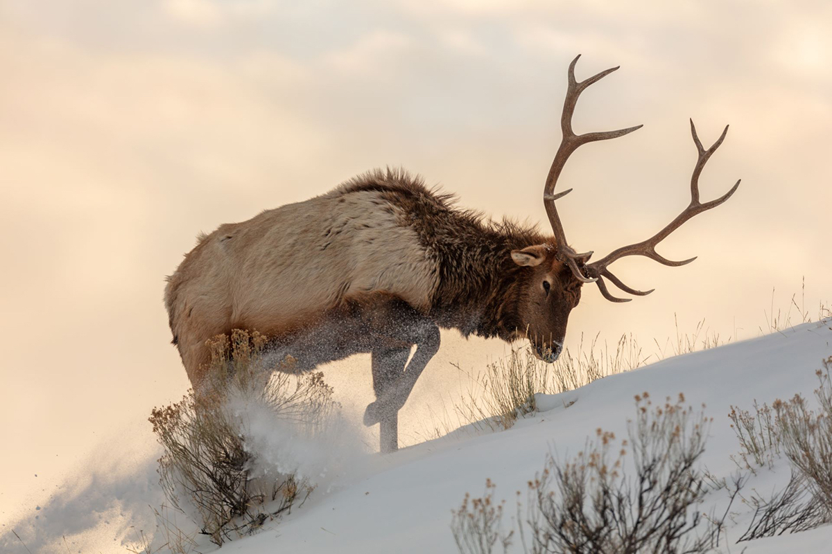 Cody Yellowstone Wyoming