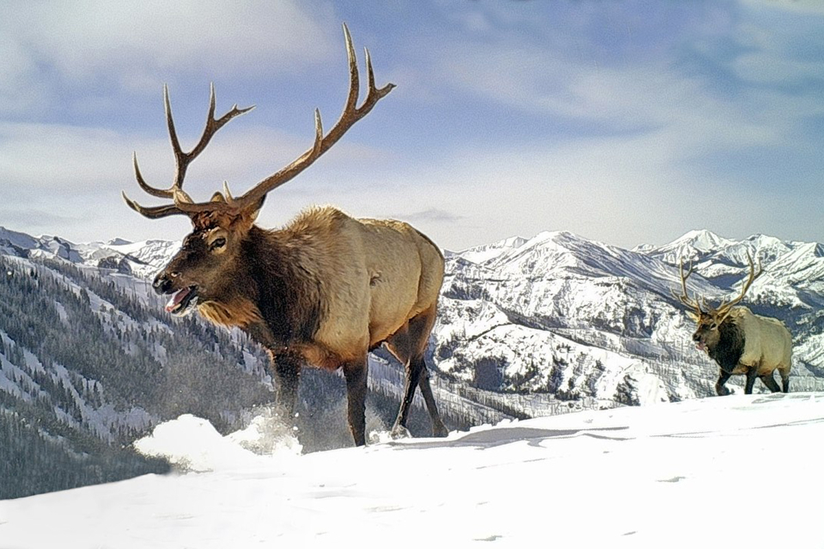 Cody Yellowstone Wyoming