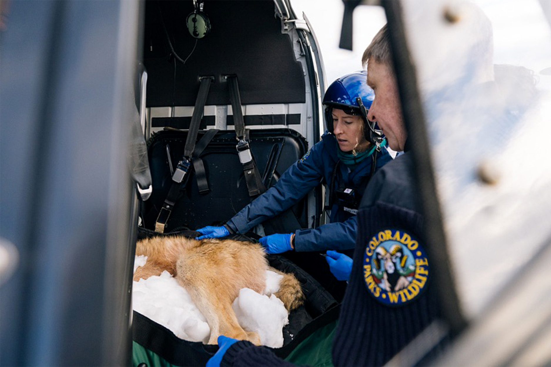 Colorado officials look over a wolf in a helicopter.