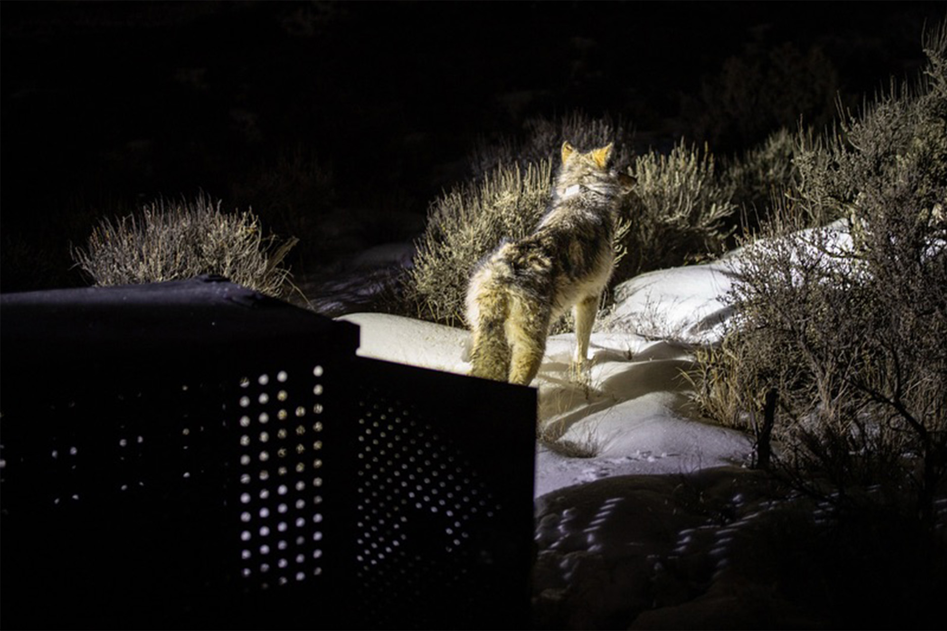 A wolf exits its crate in Colorado.