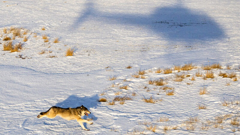 Colorado Parks and Wildlife Releases Second Batch of Wolves Amid Threats, Rumors, and Growing Controversy