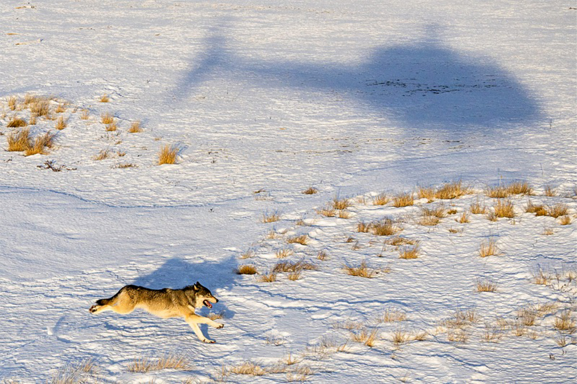 A wolf runs in the snow while being followed by a helicopter.