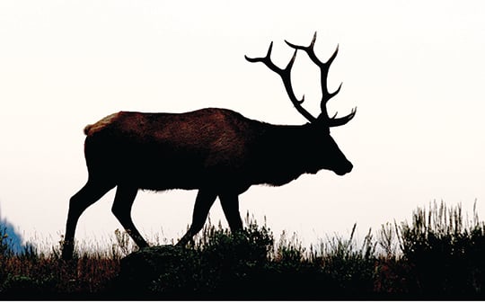 Colorado wildlife officials rescue elk tangled in rope on ice climbing route – Outdoor News