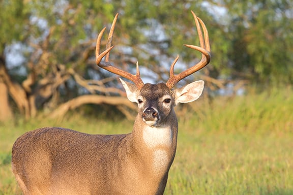 Commentary: Dismayed about the changing face of big-game hunting – Outdoor News