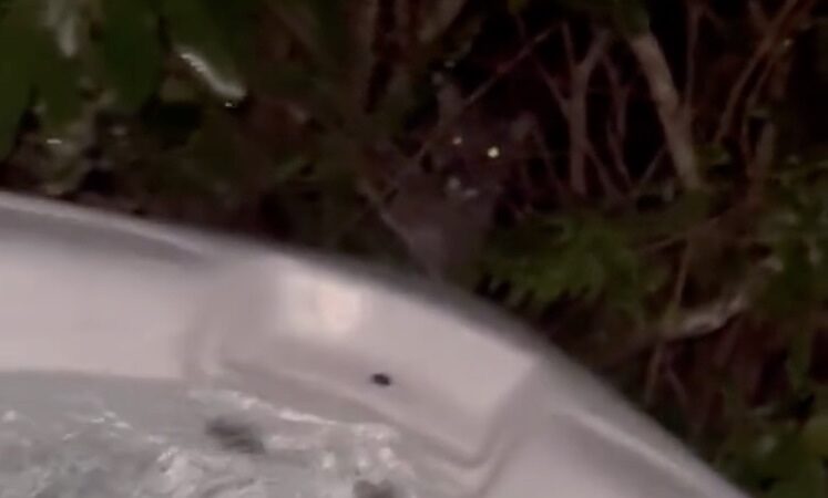 Cougar in the Bushes: Hot Tubbing Family Did NOT Expect This