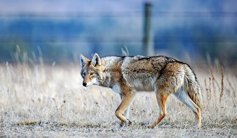 Coyote removed from Illinois grocery store, while hunting contest ban remains alive in the state – Outdoor News