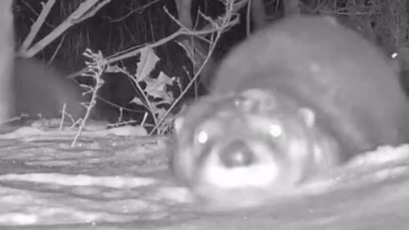 Curious River Otters Check out a Trail Cam in Virginia (Video)