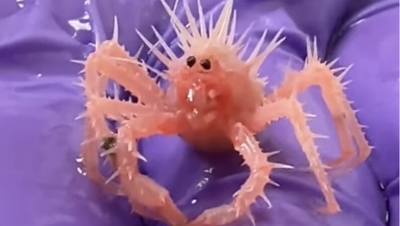 ‘Cutest, Spikiest, Tiniest Little Crab’ Captures Everyone’s Hearts