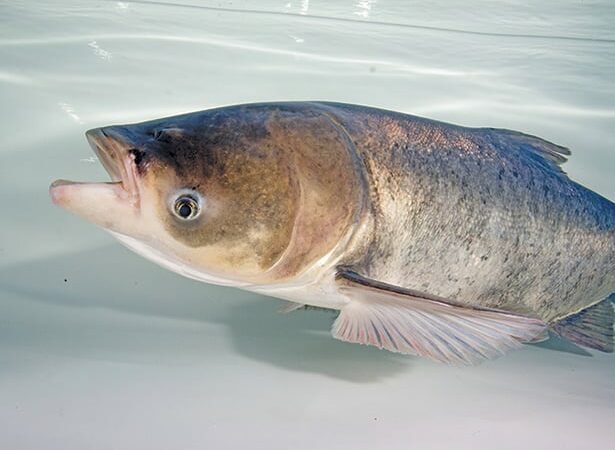 Despite concerns, plan for Asian carp barrier on schedule in Minnesota – Outdoor News