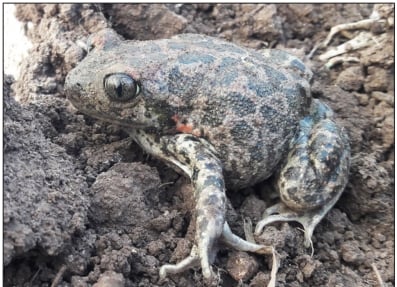 Discovery of spadefoot toad was work of Illinois, Syrian scientists – Outdoor News