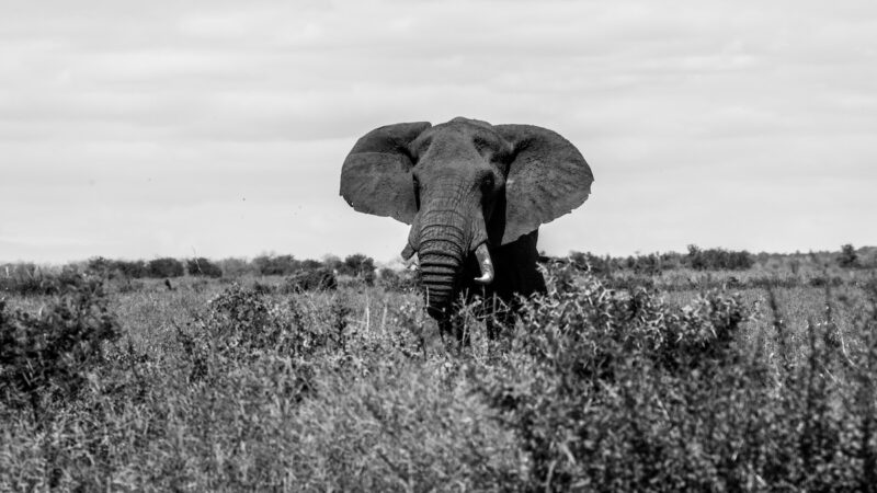 Elephant Tramples Man at Kruger National Park in Tragic Accident