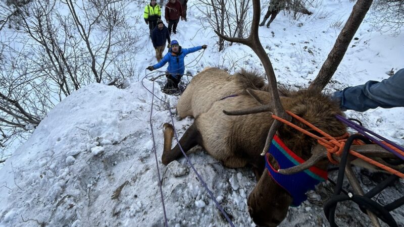 Elk Gets Tangled in Ice-Climbing Gear, Needs Rescue in Colorado