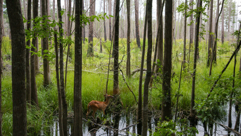 Feds’ Expansion of Okefenokee NWR Could Help Prevent a Proposed Mine There — If It Sticks