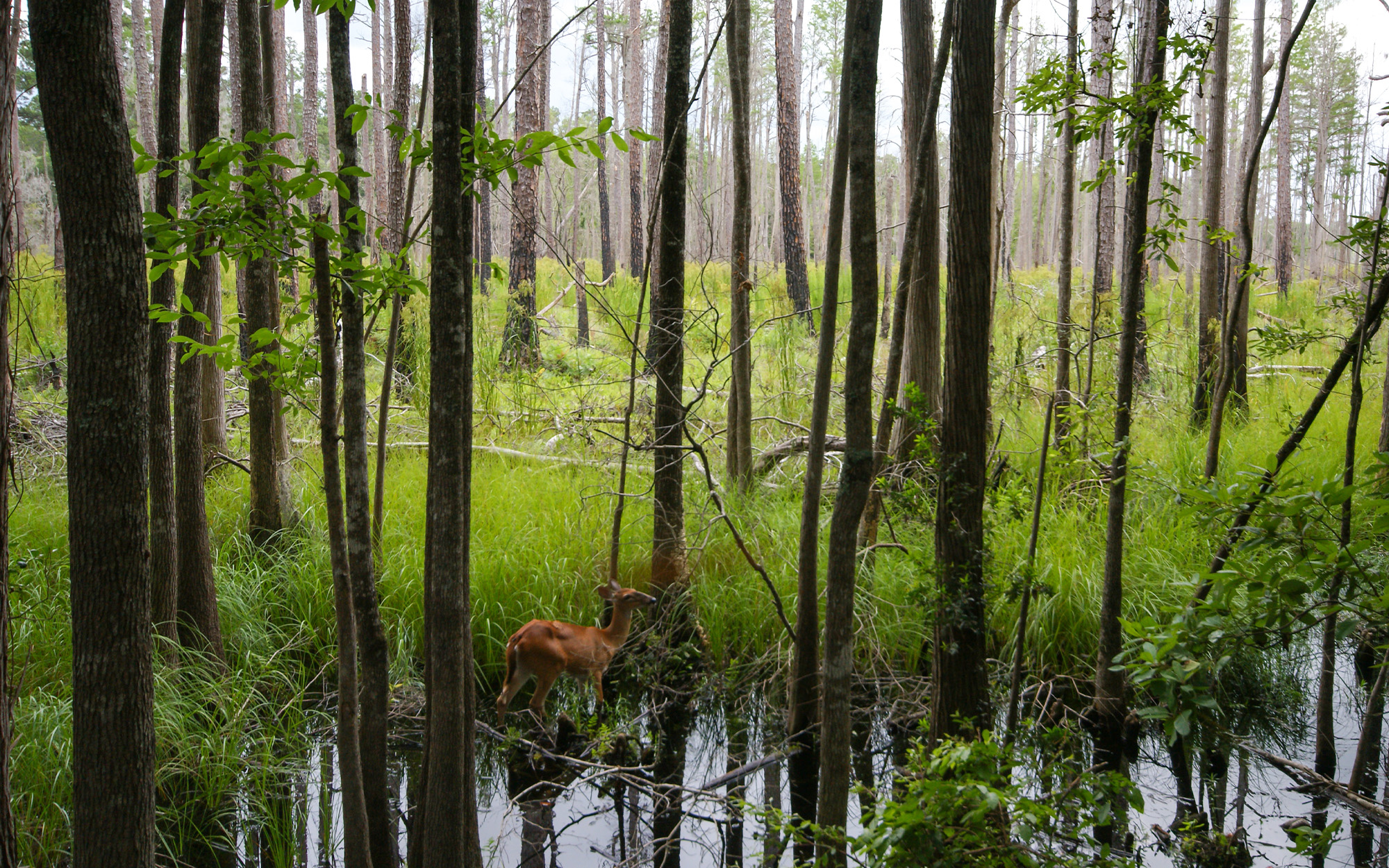 A whitetail deer walks through the Okefenokee Swamp.