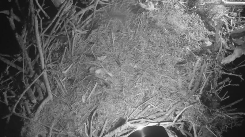 Florida Nest Cam Tragedy: Both Baby Eagles Have Died