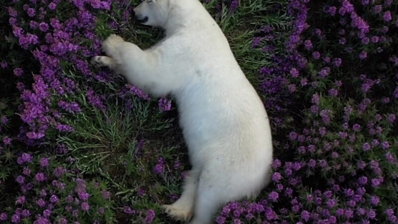 Footage of Polar Bears in Summer Will Take Your Breath Away