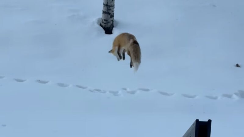 Fox Dives Head First Into Snow, Puts on Show for Group of Skiers