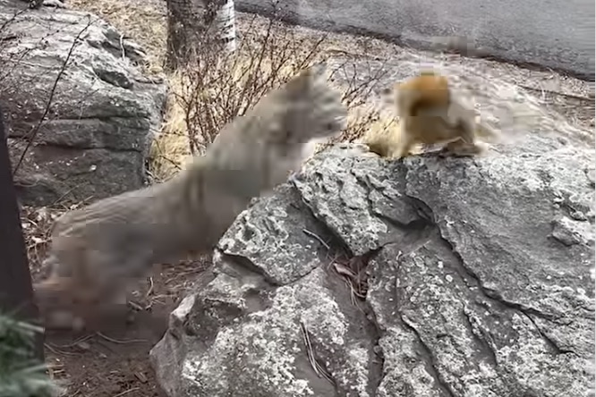 Front-Row Seat to Nature’s Drama: Bobcat Hunts in a Front Yard