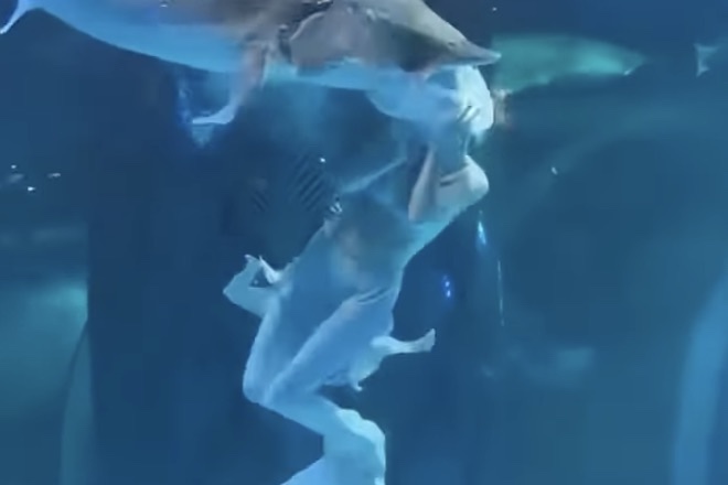 Giant Fish Bites Mermaid’s Head During Aquarium Performance