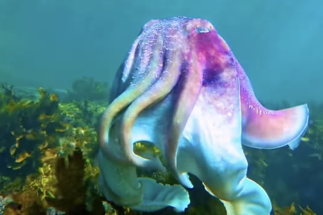 ‘Glorious’ Giant Cuttlefish Appears Too Beautiful to Be Real (Video)