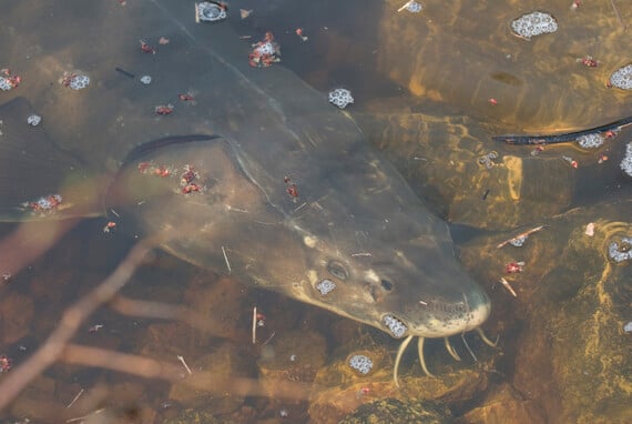 Good news for Wisconsin sturgeon spearers: Lake Winnebago ’bloodworm’ densities highest since 2019 – Outdoor News