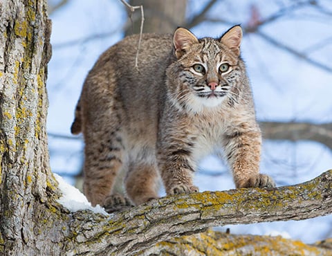 Harvest numbers are up, but more permits are at play in Illinois bobcat season – Outdoor News