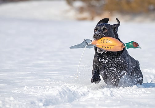 Here’s how to keep your hunting dog’s paws in top shape during off-season exercise – Outdoor News