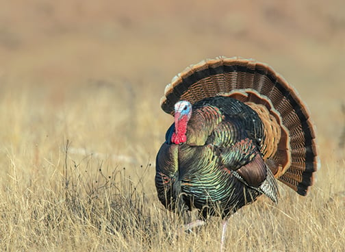 Here’s how to plan a turkey hunt on western tribal lands in the U.S. – Outdoor News