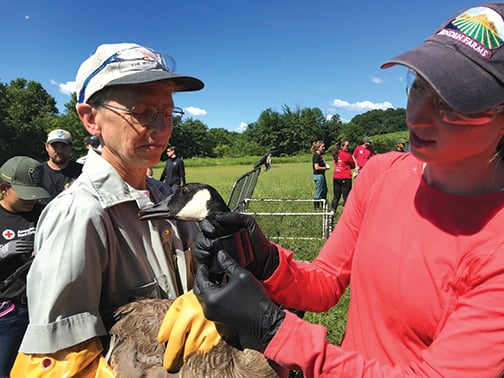 How do Canada geese respond to hunting pressure? They didn’t flee far in Pennsylvania study – Outdoor News