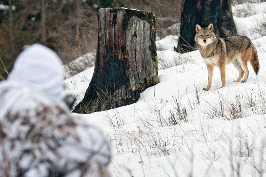 coyote looking at hunter