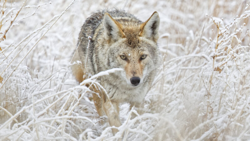 How to Call Coyotes: The Howls & Calling Strategies You Need to Know