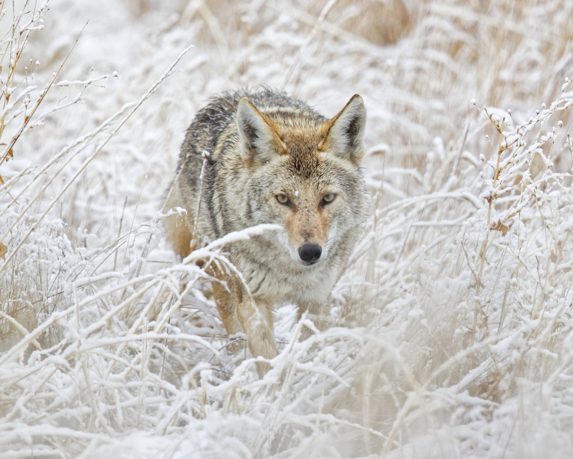 coyote hunting