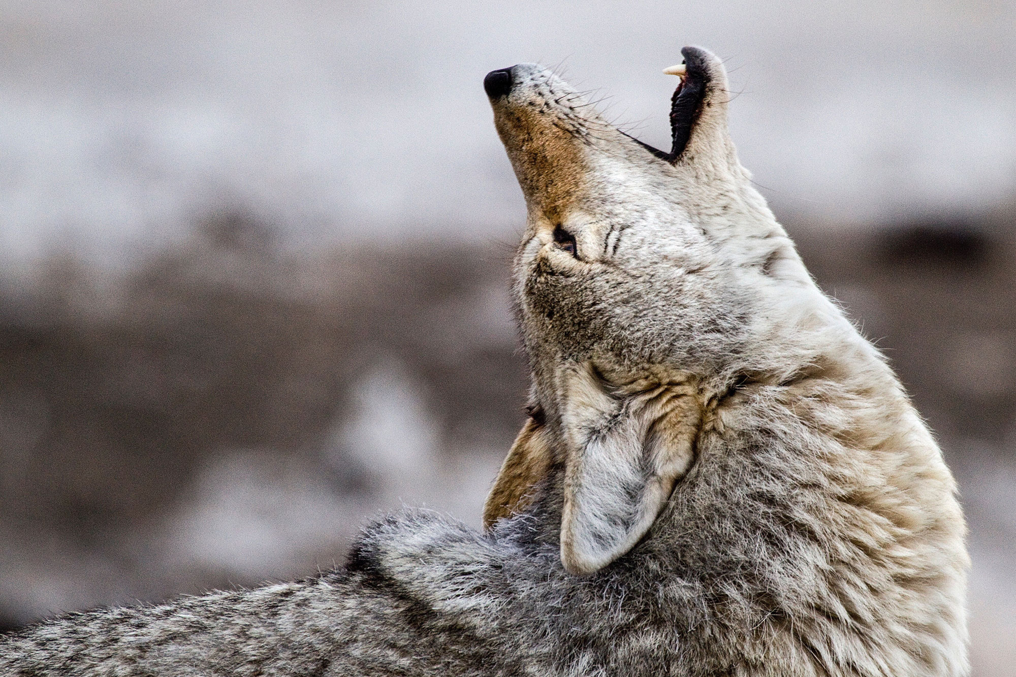 coyote howling