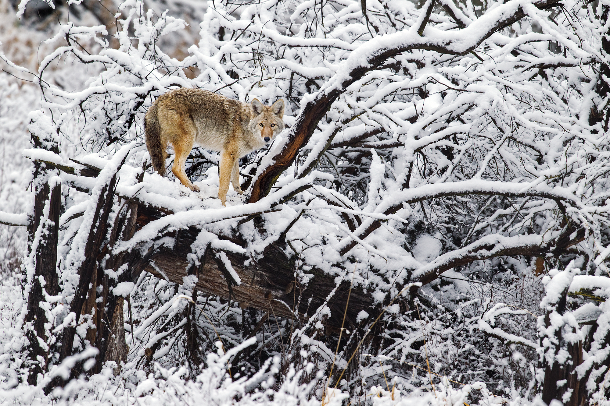 Coyote hunting in the snow