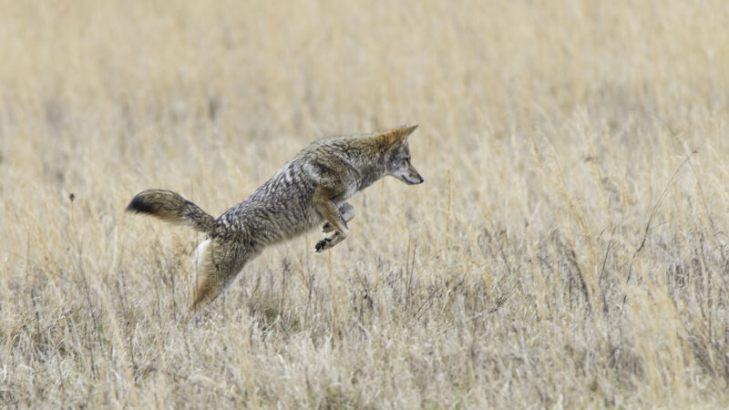 How to Hunt Coyotes: A Crash Course in Coyote Hunting Across the Country