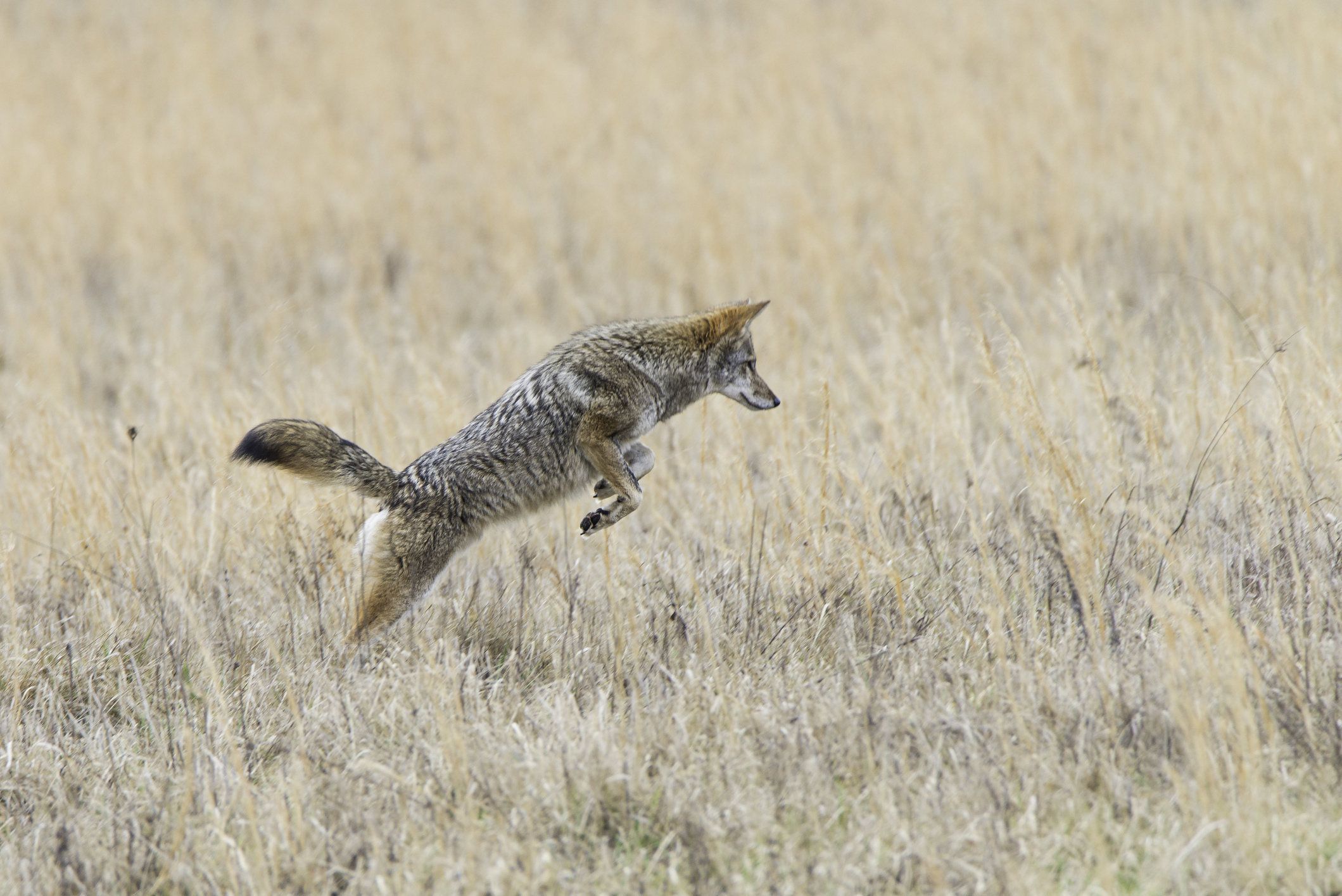 coyote mousing