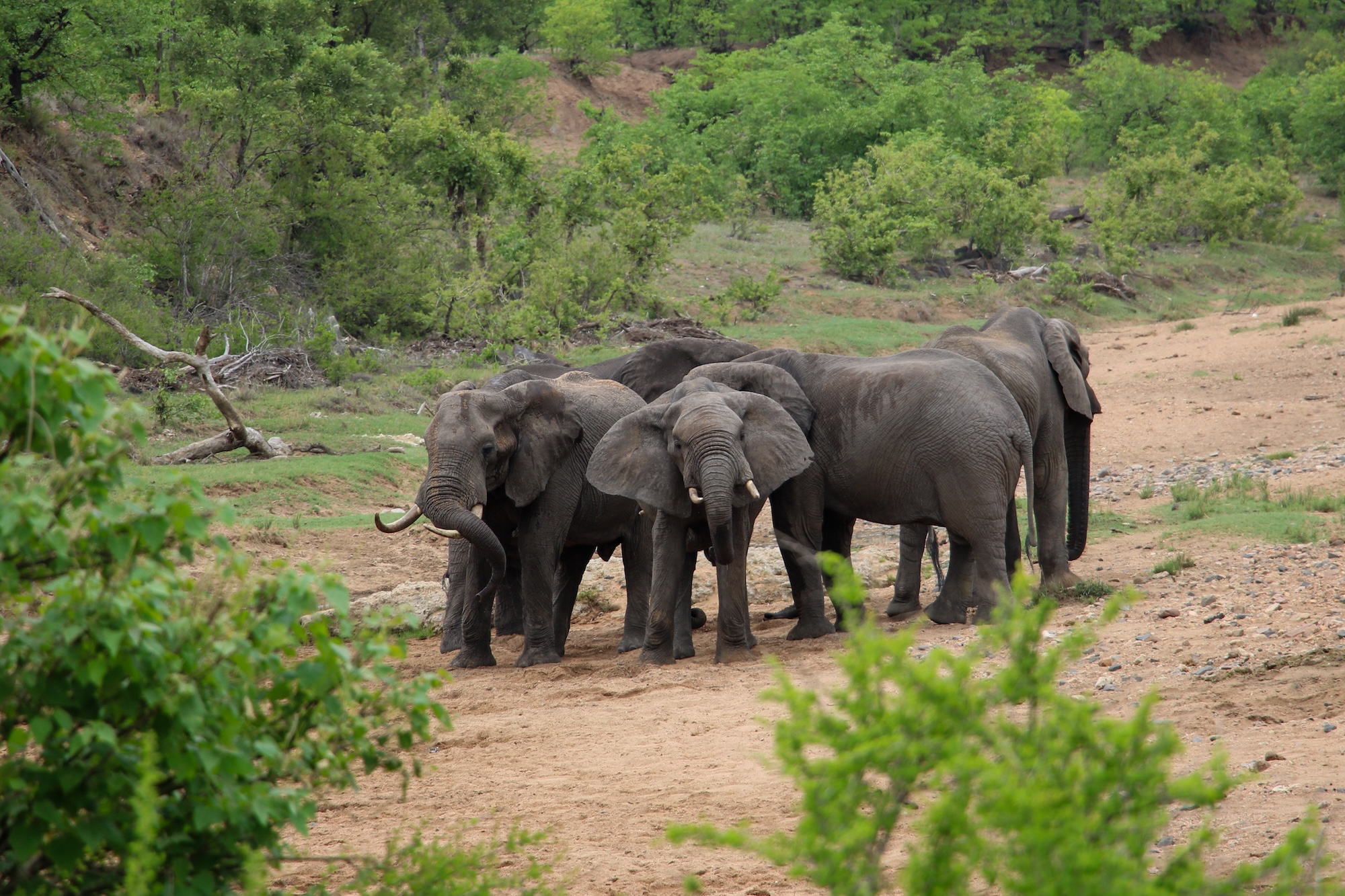 A herd of elephants in a dry river bed.