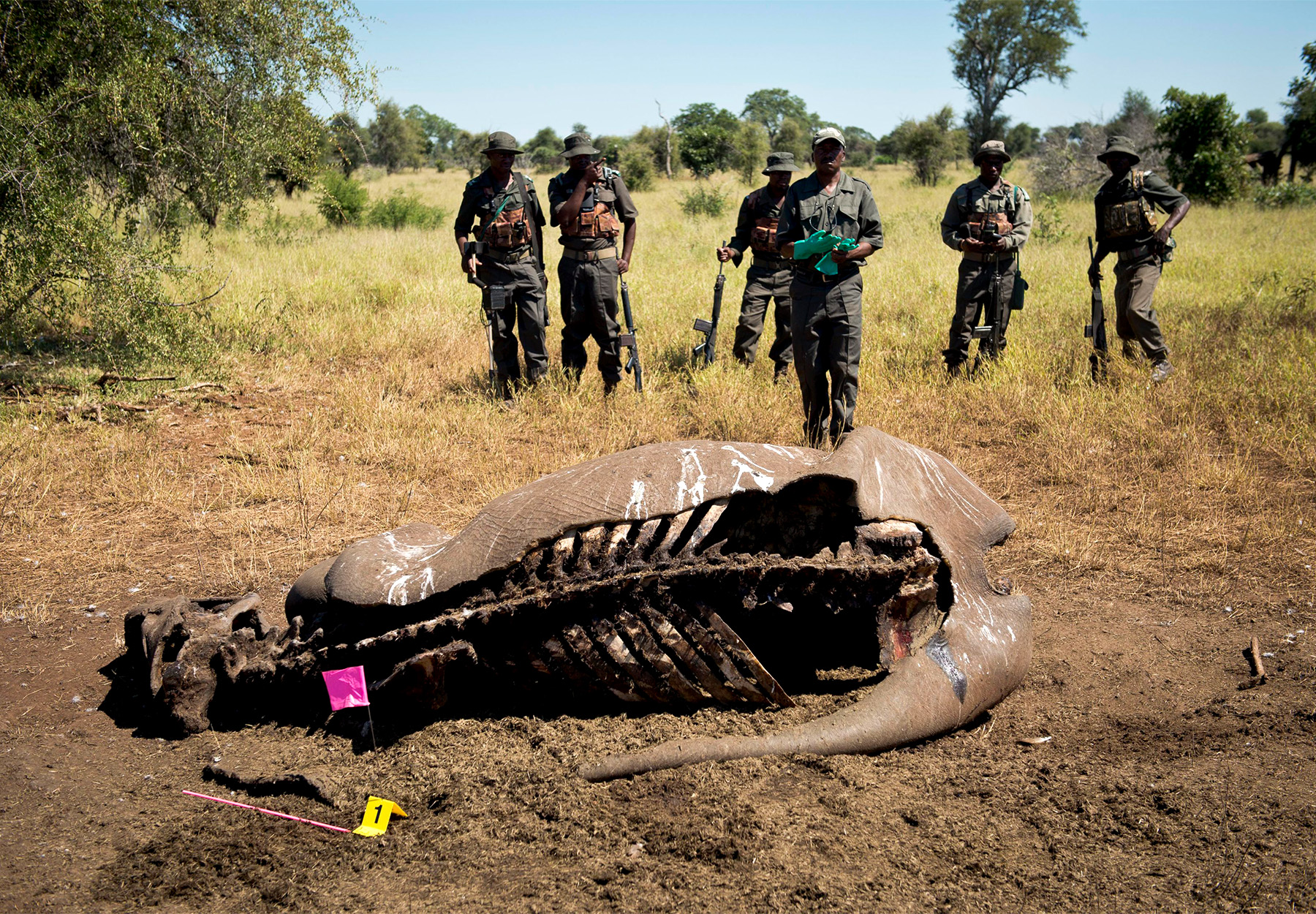 Kruger Park field rangers stand behind a dead rhino.